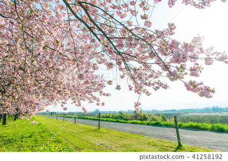 Beautiful cherry blossom trees or sakura  41258192