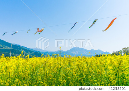 Beautiful Yellow flowers blossoming in spring day Beautiful Yellow flowers blossoming in spring day 41258201