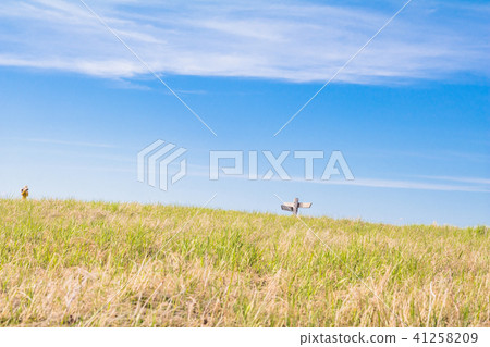 Beautiful  landscape view of green grass 41258209