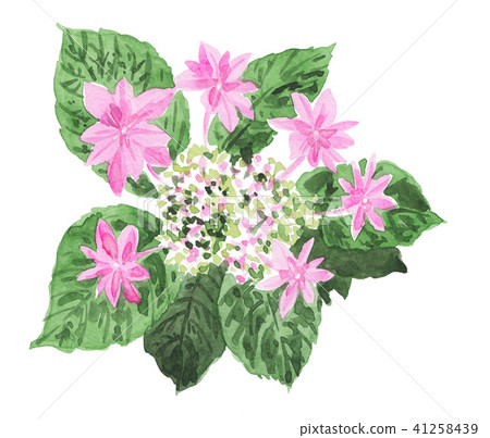 bloom, blossom, blossoms 41258439