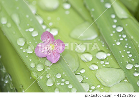 水滴和粉紅色的花朵葉子上 水滴和粉紅色的花朵葉子上 41258656