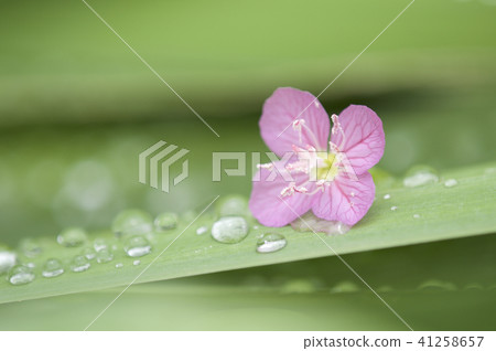 水滴和粉紅色的花朵葉子上 水滴和粉紅色的花朵葉子上 41258657