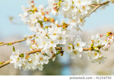 Beautiful cherry blossom or sakura in japanese Beautiful cherry blossom or sakura in japanese 41258750