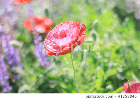 Beautiful  red flower blooming  in the summer  41258846