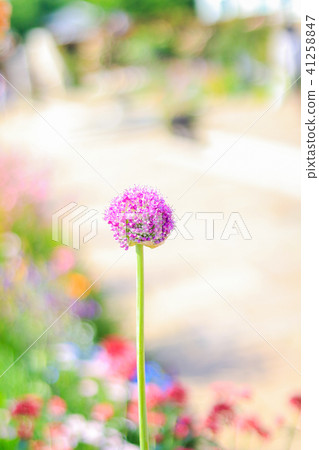 Beautiful purple flower blooming in the summer Beautiful purple flower blooming in the summer 41258847