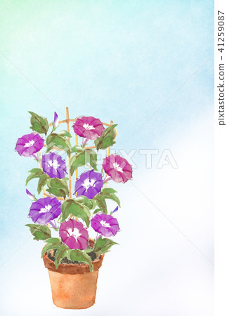 炎熱的夏天明信片陶器牽牛花字母沒有 41259087