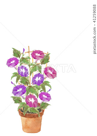 炎熱的夏天明信片陶器牽牛花字母沒有 41259088