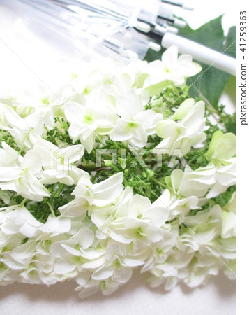 Rainy season image Kashiwaha hydrangea and umbrella Rainy season image Kashiwaha hydrangea and umbrella 41259363