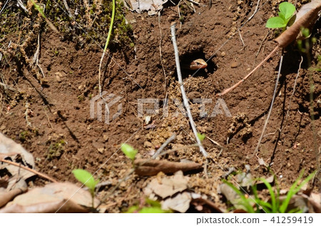 在洞穴裡啃著 41259419