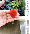 Strawberry cultivation 41259454