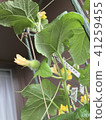 After melon female flowering 41259455