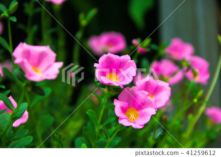 beautiful pink flower in the garden beautiful pink flower in the garden 41259612