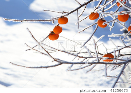 Early winter persimmon tree early winter Satoyama 41259673