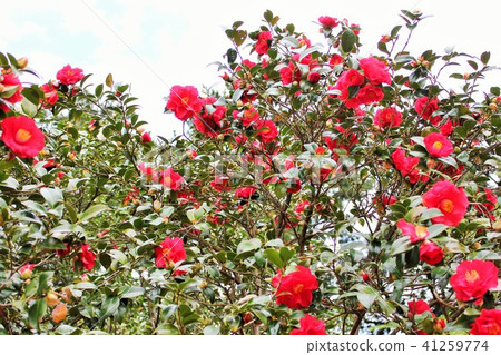 *山茶花*山茶花* Tsubaki * THUBAKI * 41259774