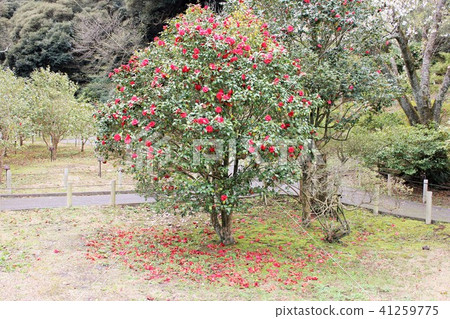 *山茶花*山茶花* Tsubaki * THUBAKI * *山茶花*山茶花* Tsubaki * THUBAKI * 41259775