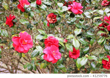 *山茶花*山茶花* Tsubaki * THUBAKI * 41259776