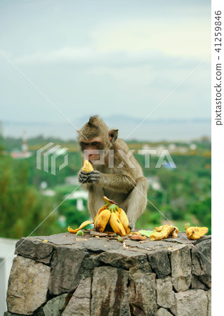 happy thai monkey 41259846