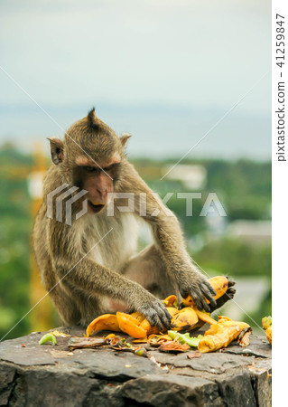 happy thai monkey 41259847