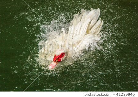 duck swimming duck swimming 41259940