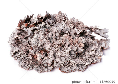 Tree moss blue branched lichen isolated on white  41260059