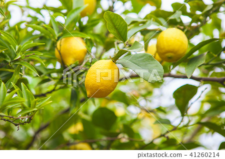 Lemon. Ripe Lemons hanging on tree. Growing Lemon 41260214