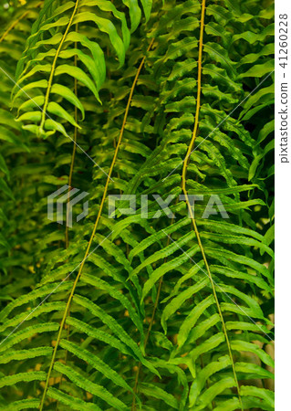Fresh green fern leaves Fresh green fern leaves 41260228