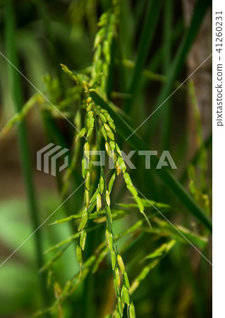 Close up of paddy rice Close up of paddy rice 41260231