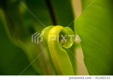 young leaf tropical ferns young leaf tropical ferns 41260232