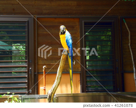 Ruri Congo parakeet 41261078