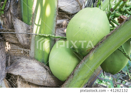 coconut cluster on coconuts tree coconut cluster on coconuts tree 41262132