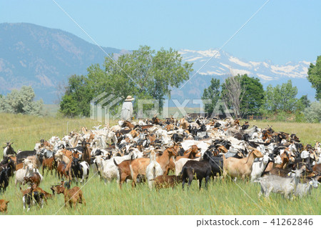 Goat herd in field below mountains Goat herd in field below mountains 41262846