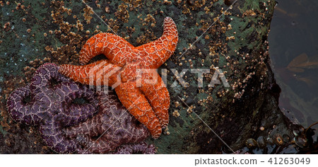 Starfish at Low Tide, Rialto Beach, Oregon 41263049