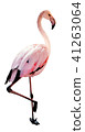 Flamenco is standing with one leg. Side view. 41263064