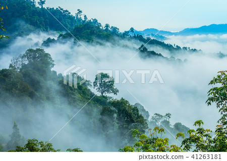 fog cover the trees in the Phang Nga valley fog cover the trees in the Phang Nga valley 41263181