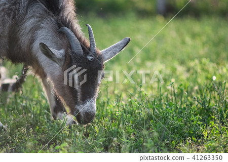 funny face small goat, Brown goat 41263350