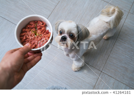 Shih tzu dog 41264181