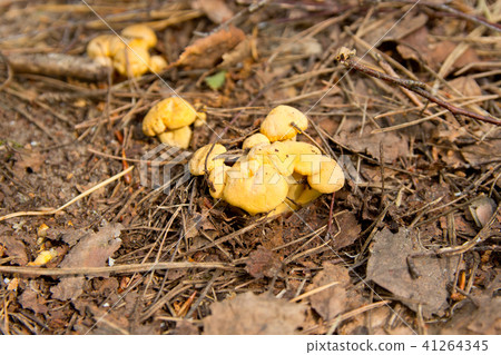 small chanterelles in the forest in late spring. small chanterelles in the forest in late spring. 41264345