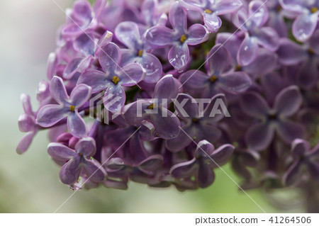 Lilac bush, lilac flowers, natural seasonal floral background. Can be used as holiday card with copy Lilac bush, lilac flowers, natural seasonal floral background. Can be used as holiday card with copy 41264506