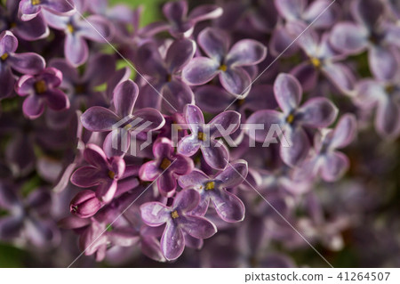 Lilac bush, lilac flowers, natural seasonal floral background. Can be used as holiday card with copy Lilac bush, lilac flowers, natural seasonal floral background. Can be used as holiday card with copy 41264507
