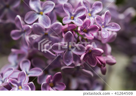 Lilac bush, lilac flowers, natural seasonal floral background. Can be used as holiday card with copy Lilac bush, lilac flowers, natural seasonal floral background. Can be used as holiday card with copy 41264509