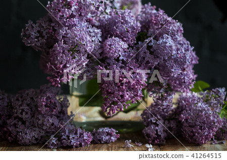 Lilac bush, lilac flowers, natural seasonal floral background. Can be used as holiday card with copy 41264515