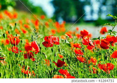 Wonderful poppy field in late may. Opium poppy Wonderful poppy field in late may. Opium poppy 41264731