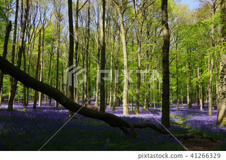 Blue Bell Forest 41266329