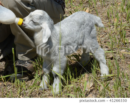 baby goat kid drinking milk from bottle 41266330