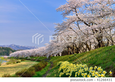 Hinoki Uchikawa櫻花 41266431