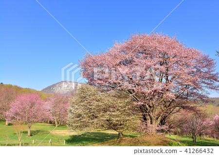 Oimachi櫻花在岩手縣的森林裡 41266432