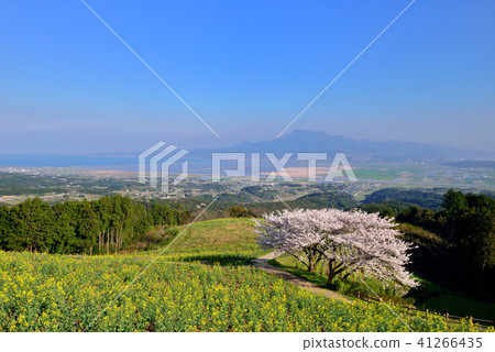 Cherry blossoms of Shirakine peak Cherry blossoms of Shirakine peak 41266435