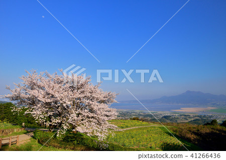 Cherry blossoms of Shirakine peak Cherry blossoms of Shirakine peak 41266436