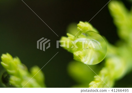 A drop 41266495