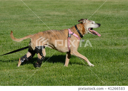 Happy active dog with two orthotic brace 41266583